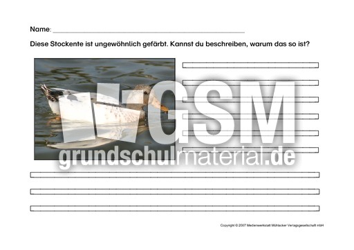 Arbeitsblatt-Stockente-1.pdf